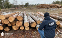 ДБР викрило незаконні порубки лісів, зокрема і на Буковині