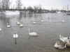Лебеді зимують (2008) с.Чортория        