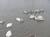 Лебеді зимують (2008) с.Чортория       