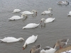 Лебеді зимують (2008) с.Чортория         