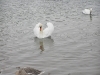 Лебеді зимують (2008) с.Чортория        