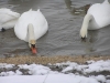 Лебеді зимують (2008) с.Чортория        