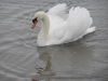 Лебеді зимують (2008) с.Чортория        
