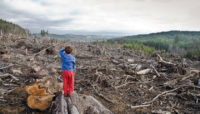 За незаконну рубку дерев суд зобов’язав «Чернівецький лісгосп» відшкодувати понад 3 млн грн збитків
